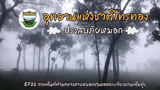 EP22 กางเต็นท์สูดหมอกที่ อช.ไทรทอง จ.ชัยภูมิ | ชมดอกกระเจียวบานเต็มทุ่ง |ลานกางเต็นท์ผาพ่อเมือง