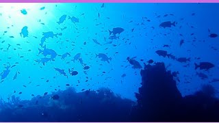 [バリ島ダイビング] 只今、海況抜群のアメッドのドロップオフ  Diving in amed wall of bali