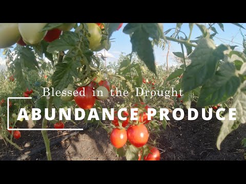 Thriving in Drought: Our Farm's Resilience with Tomatoes and More #Tomatoes #blessedfarmer