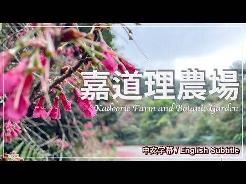 〖Hong Kong Travel〗Kadoorie Farm and Botanic Garden｜Cherry Blossom｜Subtitled // 嘉道理農場暨植物園：香港花季 2022