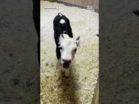 Baby Cow Finally Learns How to Moo!