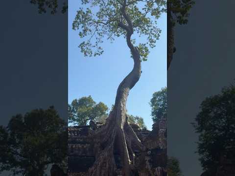 Nature’s Embrace: The Mystical Trees of Ta Prohm Temple #taprohm #ancienttemple #cambodia #shorts