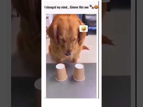 Genius Dogs Solving Puzzles