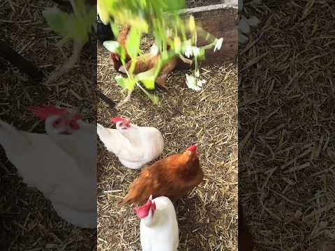 Let’s feed radish leaves #chicken #shorts