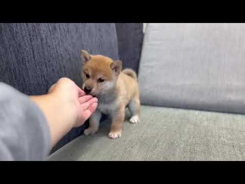 Red Shiba Inu - Wesley