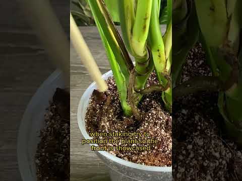 How To Properly Set Up a Monstera