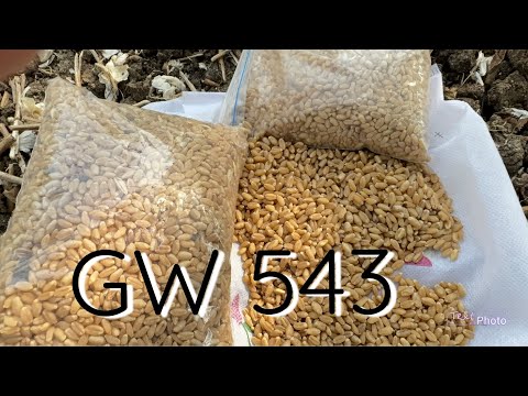 GW 543 gehu wheat veraity🌾