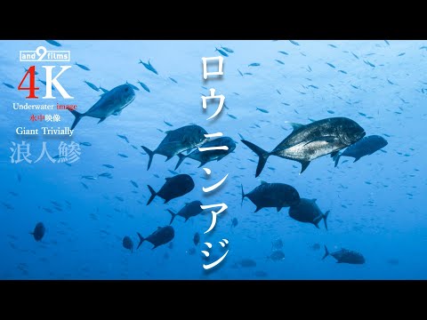 【YouTube魚図鑑 】ロウニンアジ / Giant Trevally