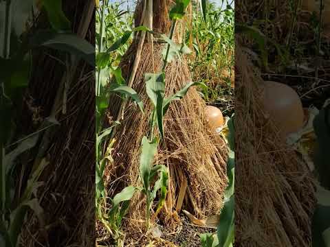 Millet in farm . so beautiful 🥰🥰. #shorts #farming #farm gajala gajala song.