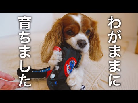 🐶👩わがまま娘の愛犬が可愛すぎるっ！【キャバリア】