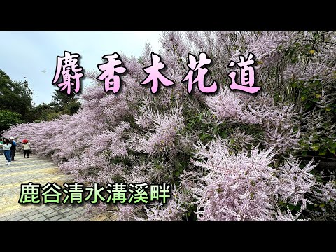 南投鹿谷清水溝溪麝香木花道&九重葛花道(背景音樂/寶島四季謠)