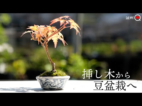 [Maple] Potted cuttings of madder → into bean bonsai! [Bonsai Q]