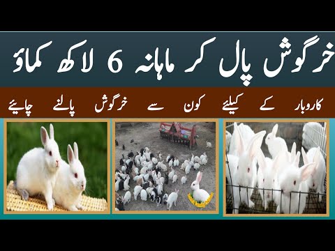 Rabbit Farming Detail Information | Pakistan’s Largest Rabbit Farm | Rabbit Farming in Pakistan