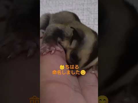 #shorts #フクロモモンガ #sugarglider#小動物 #僕の好きな風景