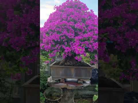 Flowering bonsai