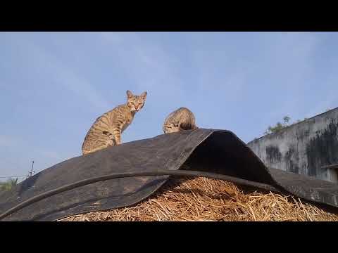 LOVE CATS| AMAZING VIDEO| MY VILLAGE