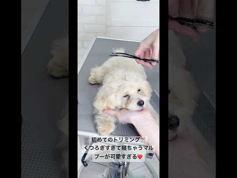 初めてのトリミングでくつろぎすぎて寝ちゃうマルプーが可愛すぎる❤️#shortvideo #shorts #doglover #dog #dogshorts #トリミング #マルプー #fyu #犬