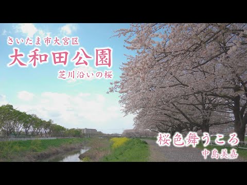 【日曜深夜名曲 vol.302】大和田公園 芝川沿いの桜 (さいたま市大宮区) | 桜色舞うころ (中島美嘉)