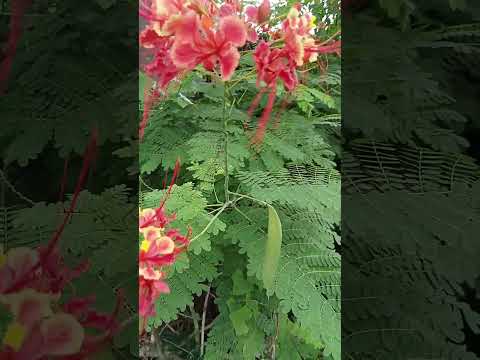 #Vlog #1085 Pink And Orange Flowers Of Pulcherrima