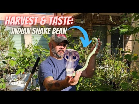 You Should Absolutely Grow This Indian Snake Bean || DHBG