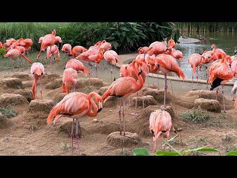 Mandai Bird Paradise Tour | Exploring Asia’s Largest Bird Park in Singapore – A Must-Visit!