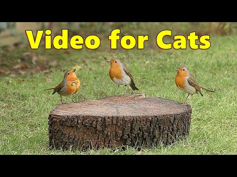 Videos for Cats ~ The Prettiest Birds for Cats to Watch ⭐ 8 HOURS ⭐