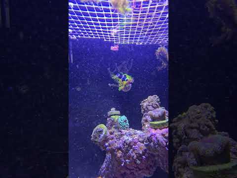 Red Scooter Dragonet Darwin Clowns #reef #reeftank #reefkeeping #reeffish #clownfish #picoreef