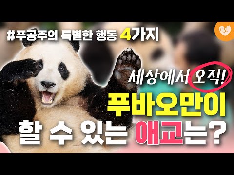 푸바오의 특별한 행동 4가지｜푸공주만이 할 수 있는 애교의 정체 🐼 습관과 강바오 피셜 이유