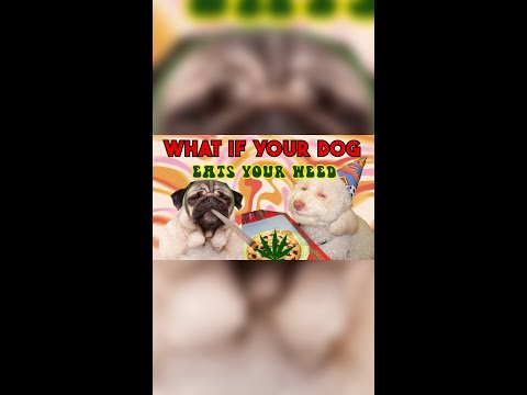 Did your Dog Eat your Weed?