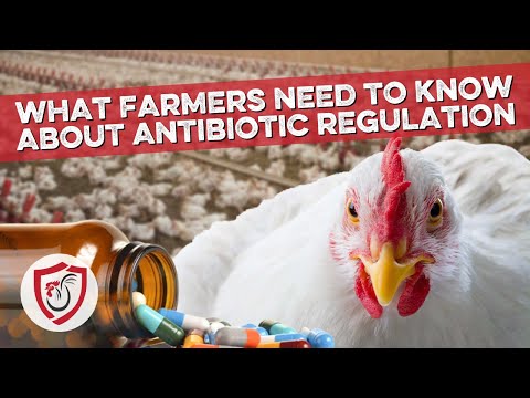 Adapting to New Antibiotic Regulations in the Poultry Industry - NAE vs. NAIHM