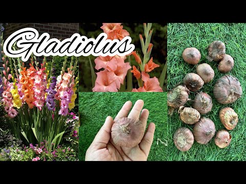 How to grow Gladiolus from corms | tips for caring Gladiolus plants | Gladioli