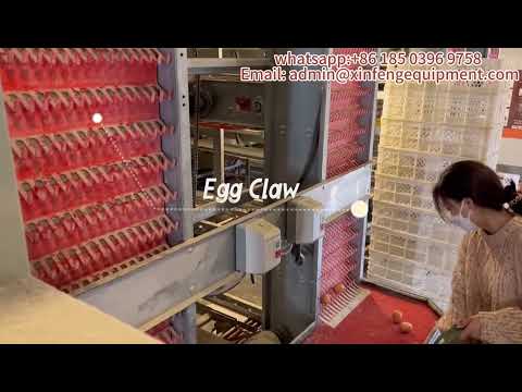 Poultry Farm House Poultry Chicken Cages with Egg Collection System