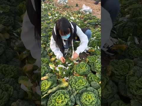 This Two Vegetables Look Like Flowers #vegetables #farming #agriculture