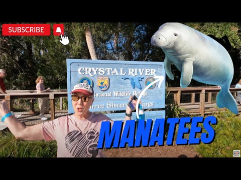 Manatee Release at Crystal River!