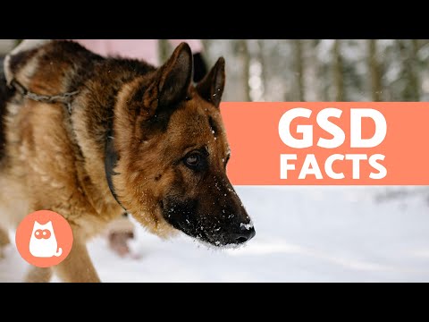 10 THINGS You Didn't KNOW About the GERMAN SHEPHERD 🐕 Surprising GSD Facts!