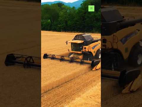 4C #wheat #harvasting #travel#farmer#farming #reels #short #tractor #harvester #fyp#fypシ゚viral #food