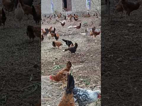 #freerangechickenfarming #desipoultryfarming #freerangepoultry #shortsfeed