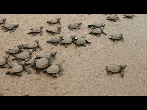 The Incredible Journey of Baby Sea Turtles