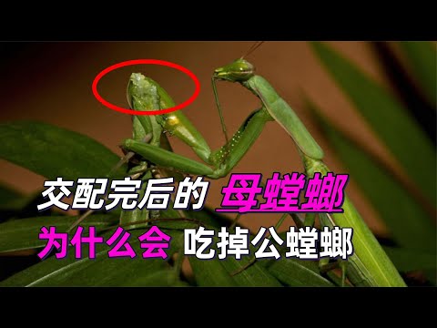 交配完后，母螳螂要吃掉“丈夫”时，为何公螳螂不反抗也不逃走？#动物世界 #自然传奇 #大自然 #動物 #動物故事 #野生動物 #動物反殺 #万物有光