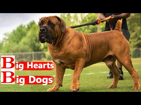 Strength and Loyalty: Embracing Bullmastiff Ownership