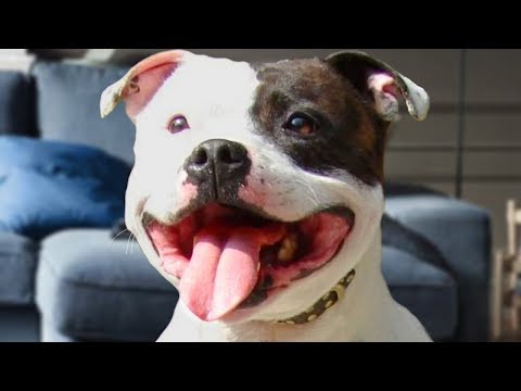 American Staffordshire Terrier Compilation NEW