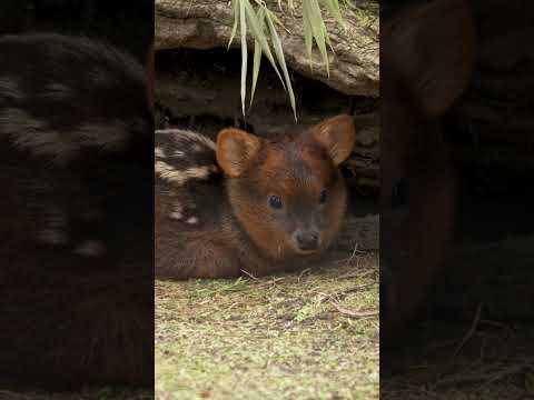 Meet Petal the pudu 🌼