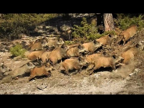 WILD BOAR DRIVEN HUNT - UZUN MESAFE DOMUZA ATIŞ