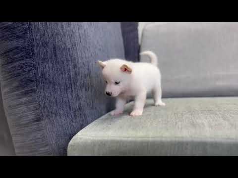 White Shiba Inu - Lorenzo