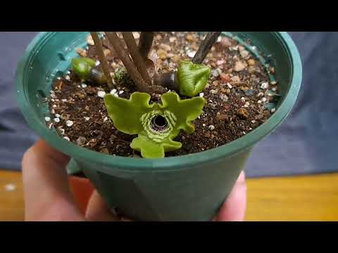 像花燭葉片的細辛，它不是蘭花！！#asarum#觀葉植物 #植物