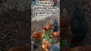 Chickens getting garden scraps #chickens #happychickens #selfsufficiency #gardening #freerangehens