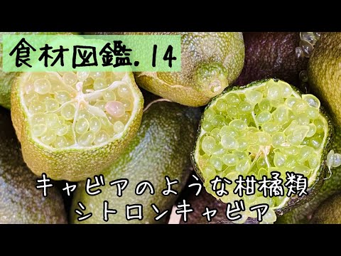 【食材図鑑】14.シトロンキャビアcitron caviar #shorts