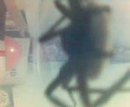 Spider Vs Devil Horse - I