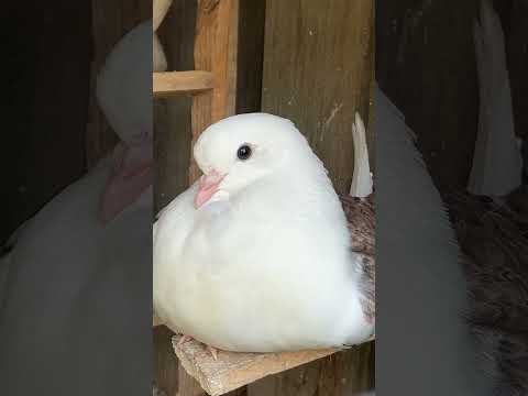 Cute baby pigeon 🥰 #shorts