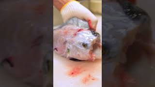 【閲覧注意】再生回数4,065万超！活トラフグの捌き方！Amazing Cutting Skill of Blowfish!